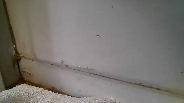 ShysluutGia online show from 15, 12, 2025