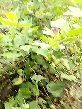 Snapshot of himvilohi08 chatting on 16, 10, 2025 himvilohi08 online show from 16, 10, 2025