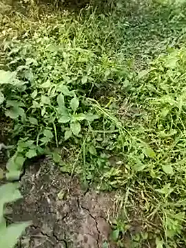 Snapshot of himvilohi08 chatting on 19, 10, 2025 himvilohi08 online show from 19, 10, 2025