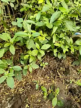 Snapshot of himvilohi08 chatting on 20, 10, 2025 himvilohi08 online show from 20, 10, 2025