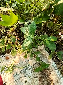 Snapshot of himvilohi08 chatting on 21, 10, 2025 himvilohi08 online show from 21, 10, 2025