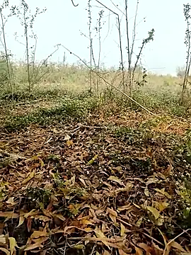 himvilohi08 online show from 4, 2, 2026