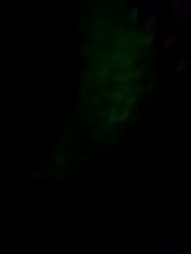 royall queen online show from 14, 1, 2026