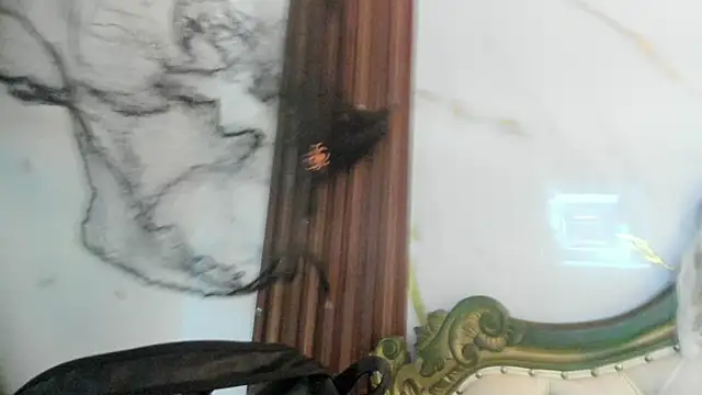 CoralieBronson online show from 28, 10, 2025