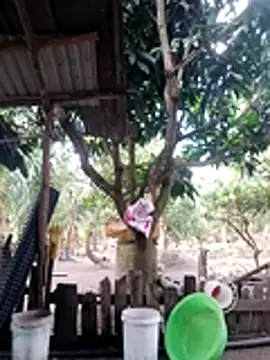 BigBoobs186 online show from 18, 10, 2025