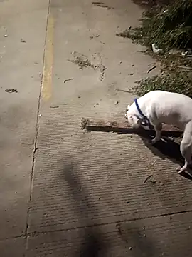 Snapshot of Frank0021 chatting on 14, 12, 2025 Frank0021 online show from 14, 12, 2025