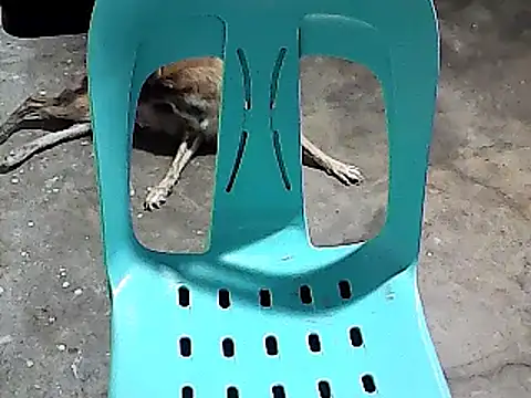 sexyannie25 online show from 24, 11, 2025