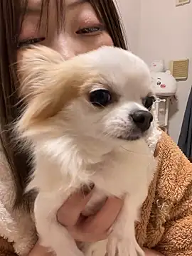 Snapshot of h415a812 chatting on 20, 11, 2025 h415a812 online show from 20, 11, 2025