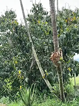 Marco Vega online show from 27, 3, 2026