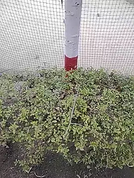 Snapshot of monty935 chatting on 4, 12, 2025 monty935 online show from 4, 12, 2025