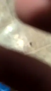 DecimalPoint222InchCock online show from 10, 11, 2025