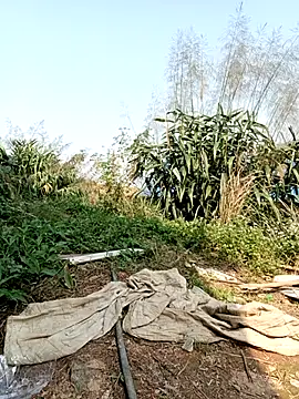 linda bae00 online show from 2, 3, 2026