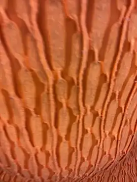 Ebony Warlock  online show from 15, 11, 2025