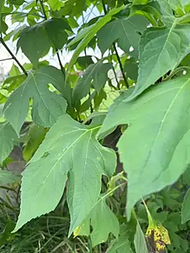 Snapshot of magraocam chatting on 9, 4, 2026 magraocam online show from 9, 4, 2026