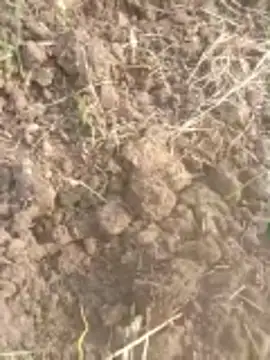 Susila ji online show from 20, 11, 2025