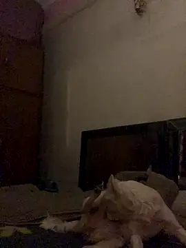 Snapshot of Kajal-Shemale69 chatting on 16, 12, 2025 Kajal-Shemale69 online show from 16, 12, 2025