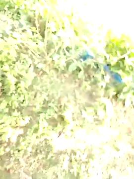 bigdaddyboy46 online show from 11, 11, 2025