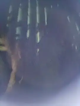 8133vaibhavh online show from 9, 10, 2025