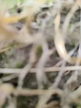 karandeep Bhagat online show from 26, 3, 2026