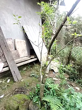 zhen-zo online show from 19, 3, 2026