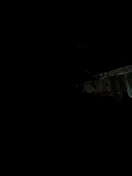 bree-zz online show from 11, 1, 2026