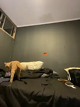 Ignvcivv online show from 4, 12, 2025