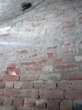 Rani 089 online show from 6, 10, 2025