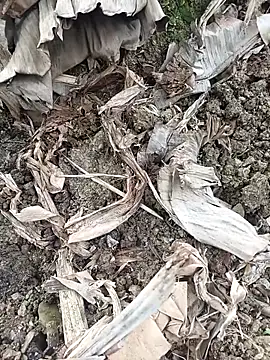 Snapshot of Sikici0734 chatting on 3, 2, 2026 Sikici0734 online show from 3, 2, 2026