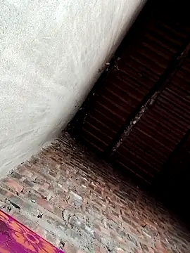 Bear bear0 online show from 19, 12, 2025