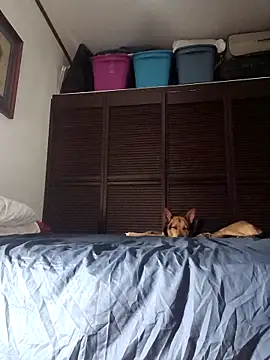 elargon dawn online show from 20, 11, 2025