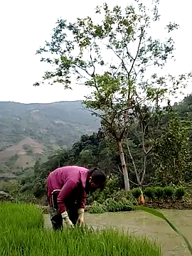 Noelle-e online show from 11, 4, 2026