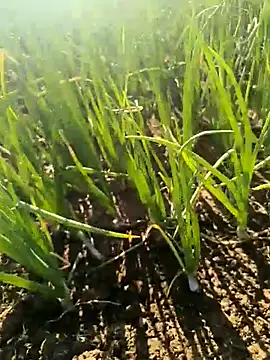 devil boy 0909 online show from 25, 3, 2026