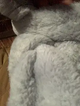 bi-bo123 online show from 8, 1, 2026