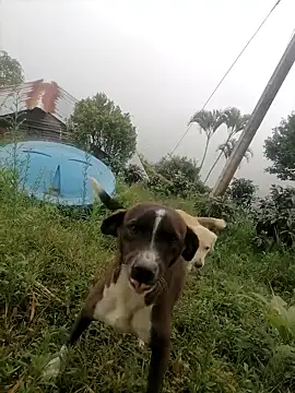 Ckinetor online show from 11, 1, 2026