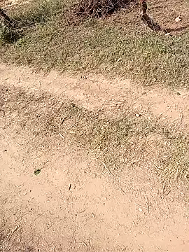 Snapshot of Neetujk chatting on 17, 11, 2025 Neetujk online show from 17, 11, 2025