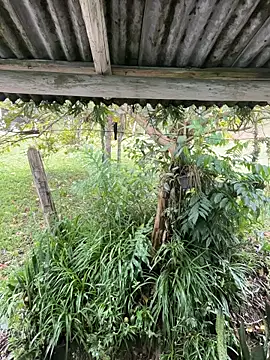 Monahliza online show from 12, 3, 2026