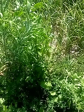 Sunenabhabh online show from 4, 3, 2026