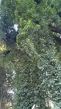 Snapshot of Horny_hippie chatting on 24, 10, 2025 Horny hippie online show from 24, 10, 2025