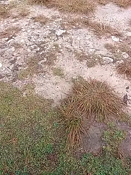 sexygosht online show from 1, 12, 2025