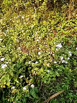 seacyre online show from 13, 4, 2026