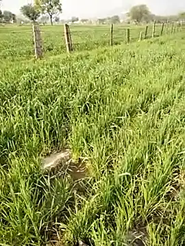 Snapshot of hornycouple20000 chatting on 9, 1, 2026 hornycouple20000 online show from 9, 1, 2026