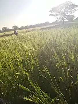 Snapshot of hornycouple20000 chatting on 14, 1, 2026 hornycouple20000 online show from 14, 1, 2026