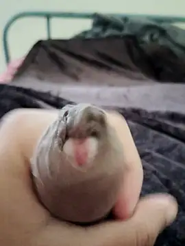 unknownuser96 online show from 9, 1, 2026