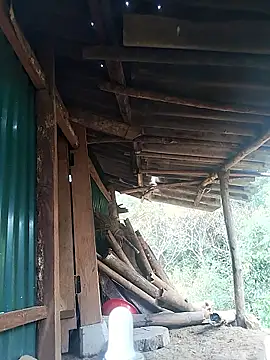 feli-00 online show from 10, 1, 2026