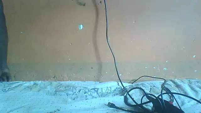 Sexyass100 online show from 20, 4, 2026