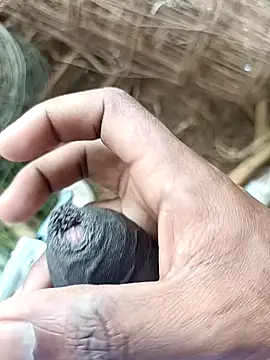 Snapshot of sanju_5418 chatting on 7, 4, 2026 sanju 5418 online show from 7, 4, 2026