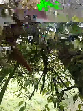 xjkedv online show from 6, 6, 2026