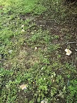 Snapshot of junedkhan99 chatting on 4, 4, 2026 junedkhan99 online show from 4, 4, 2026