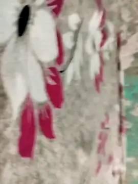 badmasss69 online show from 16, 4, 2026