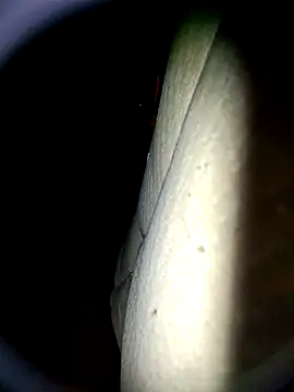 Harkorti online show from 22, 4, 2026